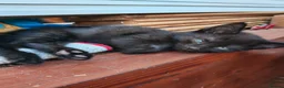 Mixed Breed cats for sale: Four kittens  - Advert 8