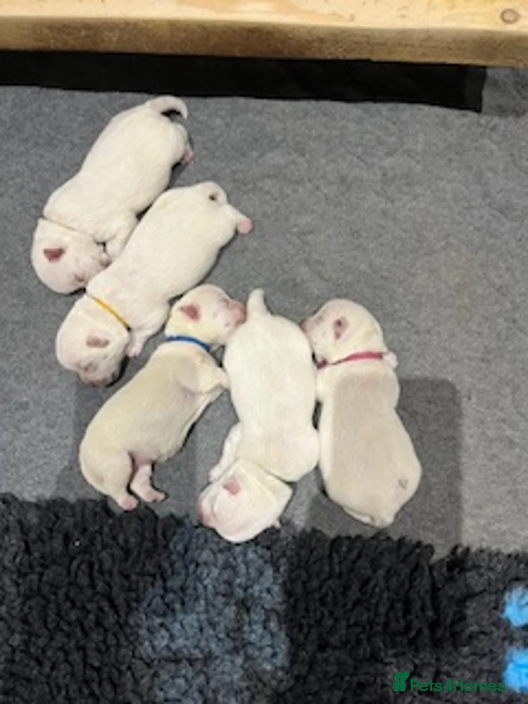West Highland Terrier dogs for sale: KC Westie Puppies in Huntingdon - Advert 2