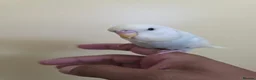 Budgerigars birds for sale: Hand tamed baby budgies for sale  - Advert 11