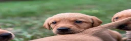 Goldador dogs for sale: Beautiful Red Goldador KC Reg Parents - Advert 20