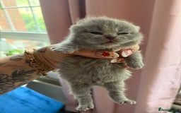 British Shorthair cats for sale: Outstanding kittens 😻 Champion line🥇🏆😻 - Image 29