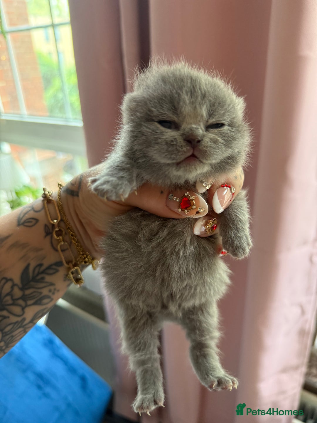 British Shorthair cats for sale: Outstanding kittens 😻 Champion line🥇🏆😻 - Image 29