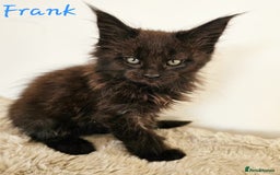 Maine Coon cats for sale: Beautiful Maine Coon kittens - Image 8