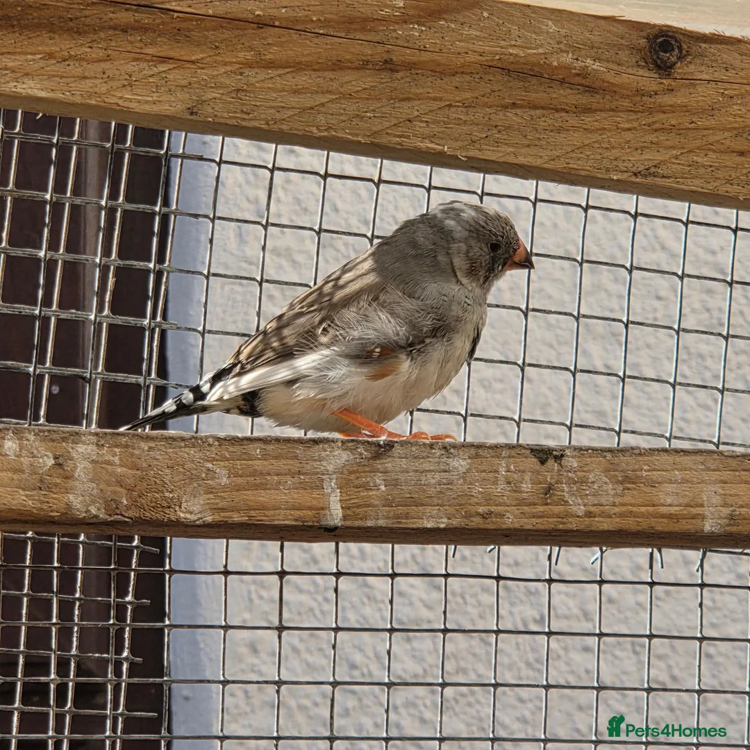 Finches birds for sale: Zebra / budgies available  in Swadlincote - Advert 2