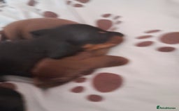 Miniature Dachshund dogs for sale: Miniature dachshunds  - Image 3