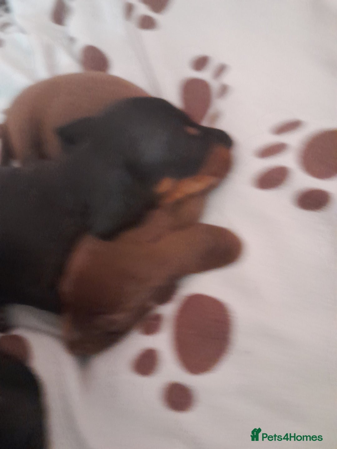 Miniature Dachshund dogs for sale: Miniature dachshunds  - Image 3