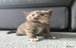 Norwegian Forest Cat cats for sale: Nfc/bsh beautiful mix  - Image 13