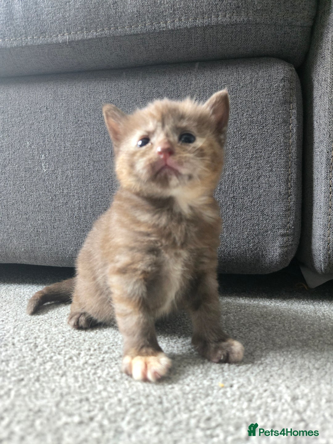 Norwegian Forest Cat cats for sale: Nfc/bsh beautiful mix  - Image 13
