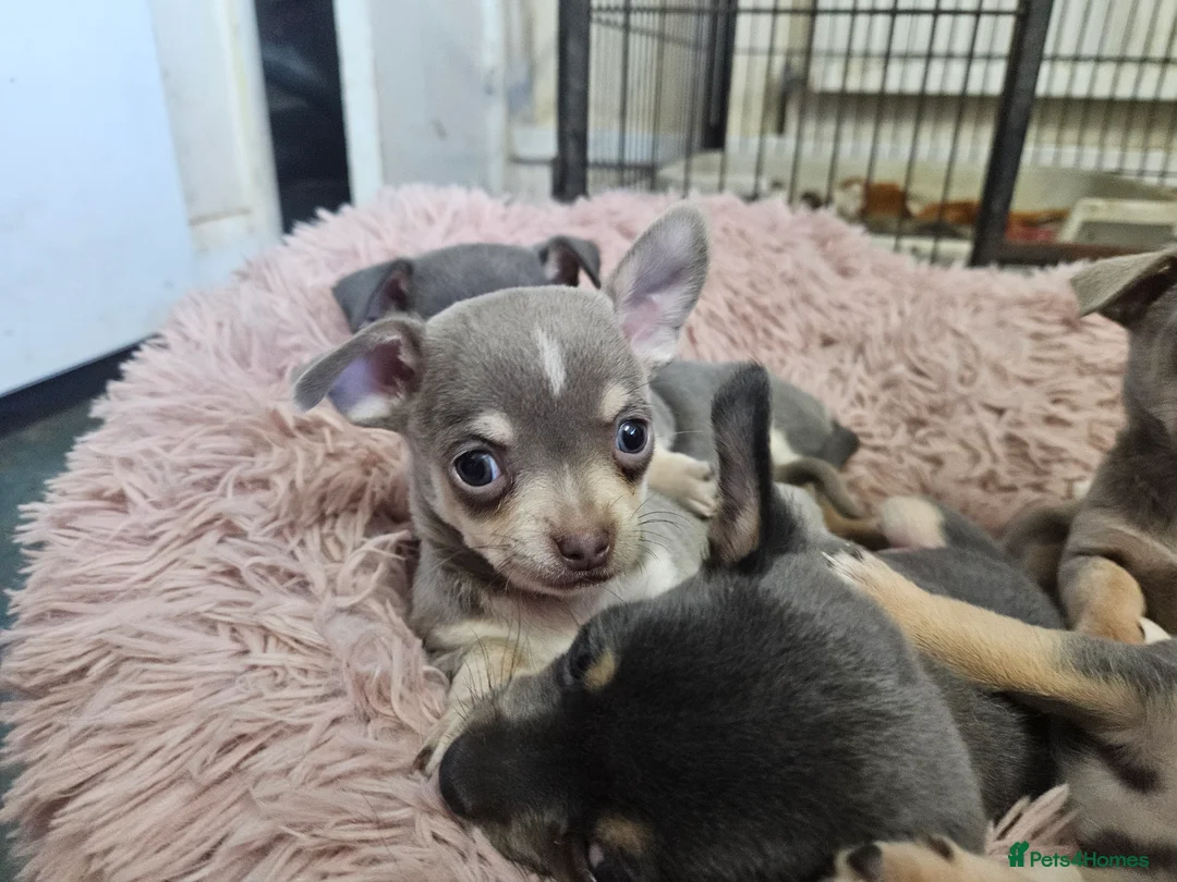 Chihuahua dogs for sale: Blue & tan and lilac & tan chihuahua puppies  - Advert 8