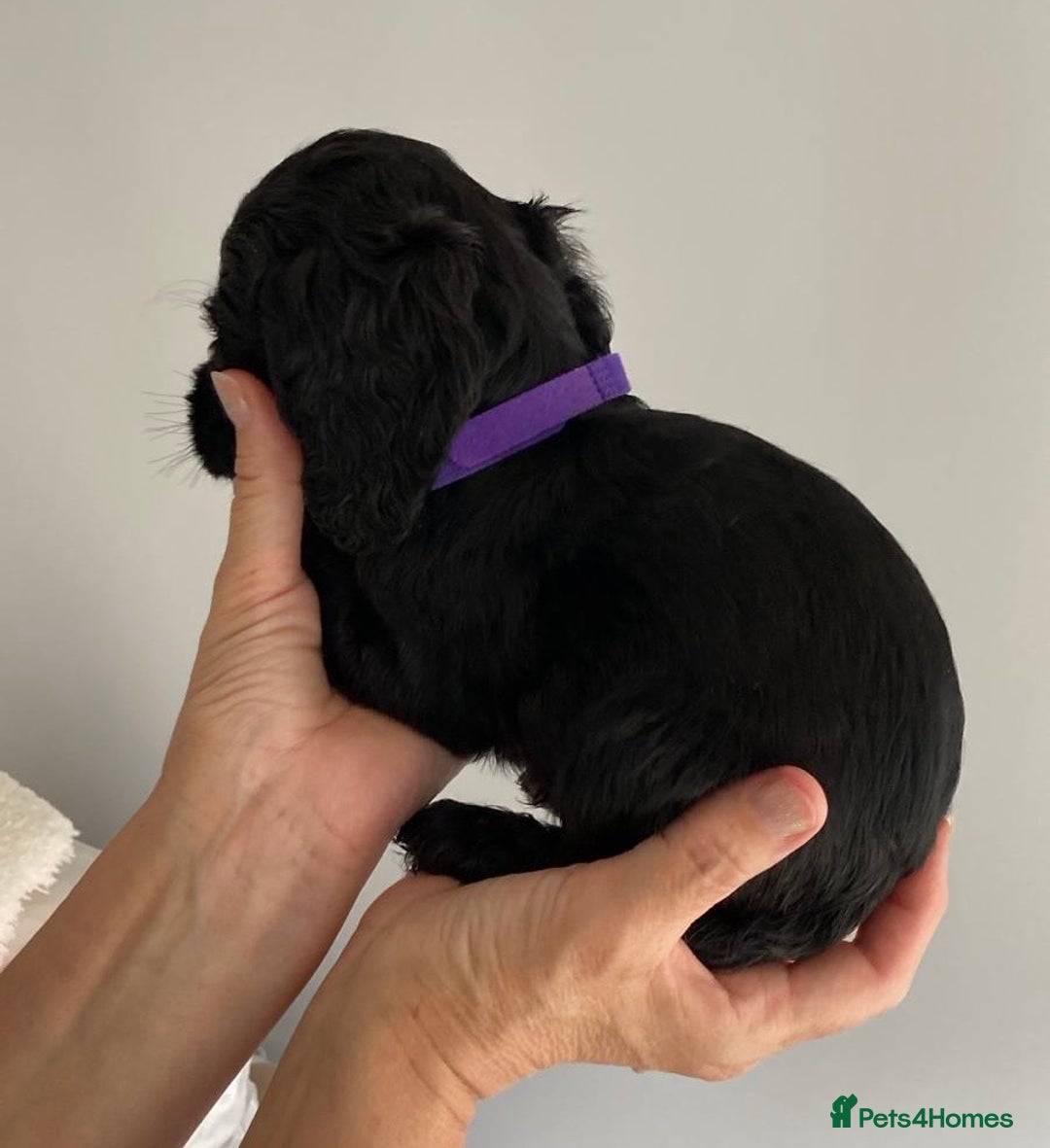 Cocker Spaniel dogs for sale: Beautiful Cocker Spaniel Puppies - Image 7