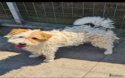 Mixed Breed dogs for adoption: Polly Pocket 8kg small breed - Image 4