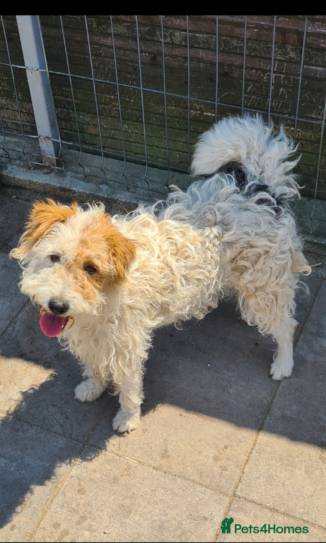 Mixed Breed dogs for adoption: Polly Pocket 8kg small breed - Image 4