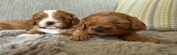 Cavapoo dogs for sale: Cavapoo puppies,health tested parents 5* licensed  - Advert 14