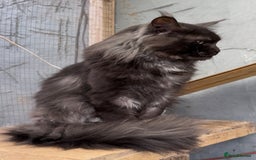 Maine Coon cats for sale: XL black smoke maine coon female Russia bloodlines - Image 6