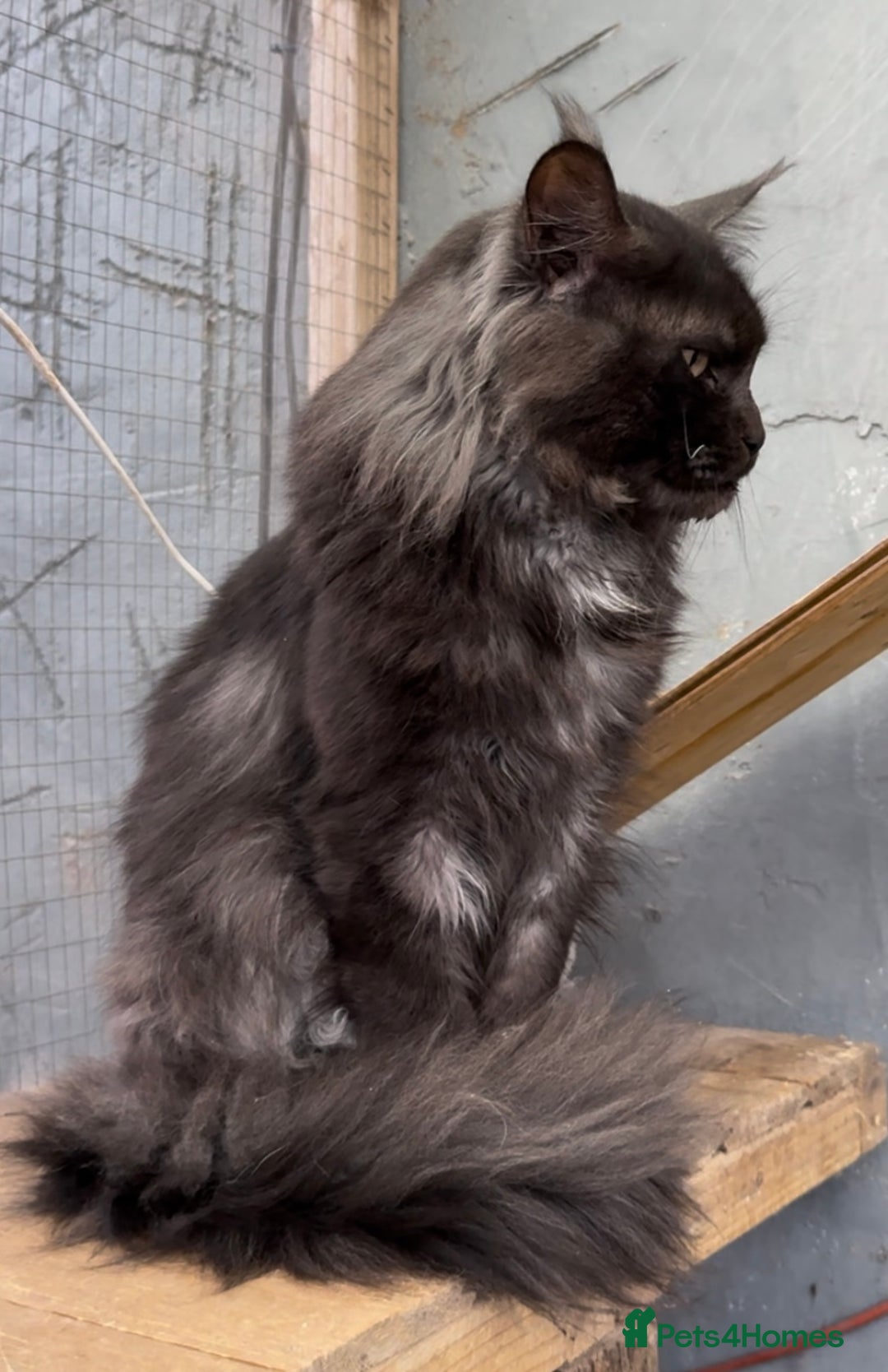 Maine Coon cats for sale: XL black smoke maine coon female Russia bloodlines - Image 6