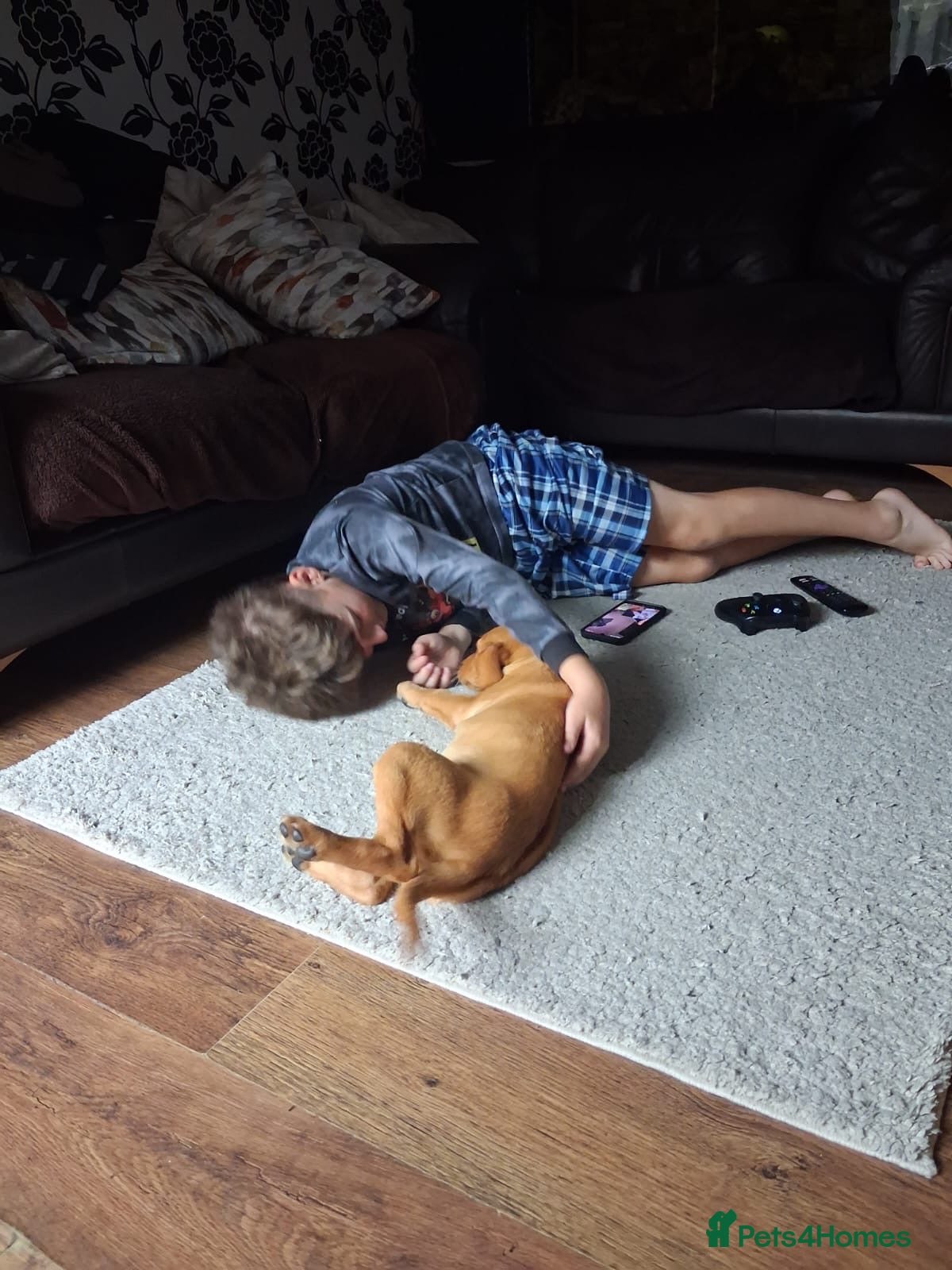 Labrador Retriever dogs Kc reg fox red labs - Advert 2