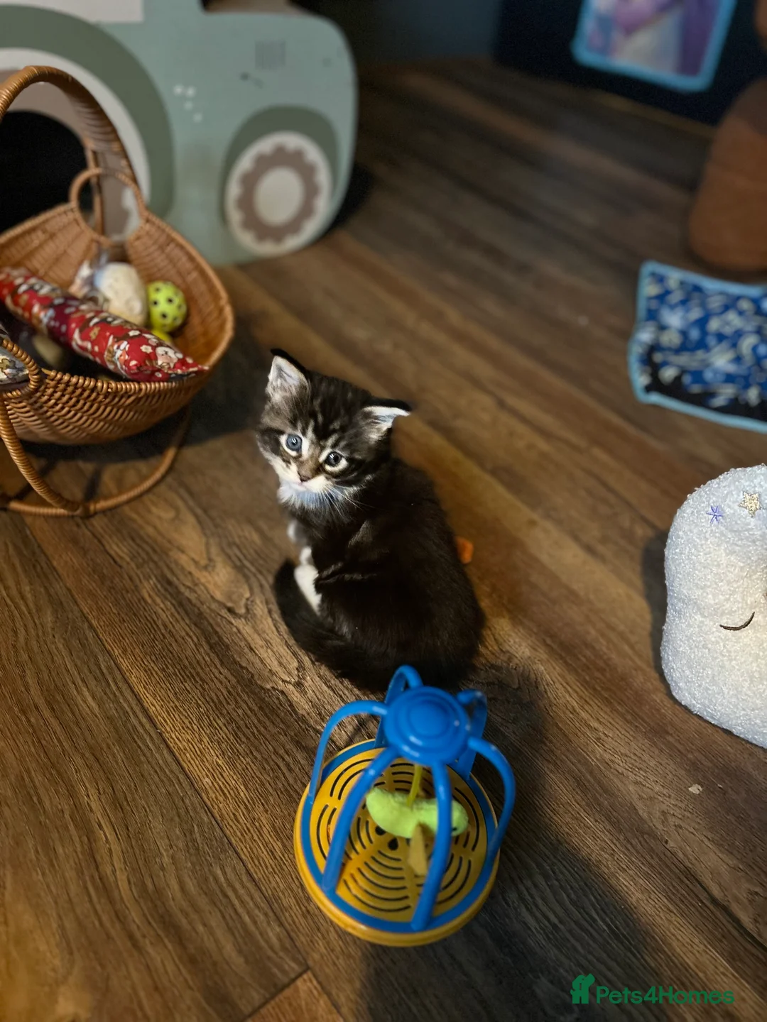 Maine Coon cats for sale: Last  2 Mainecoons kittens. left both boys  - Advert 9