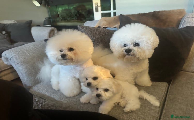 Bichon Frise dogs - Advert 1