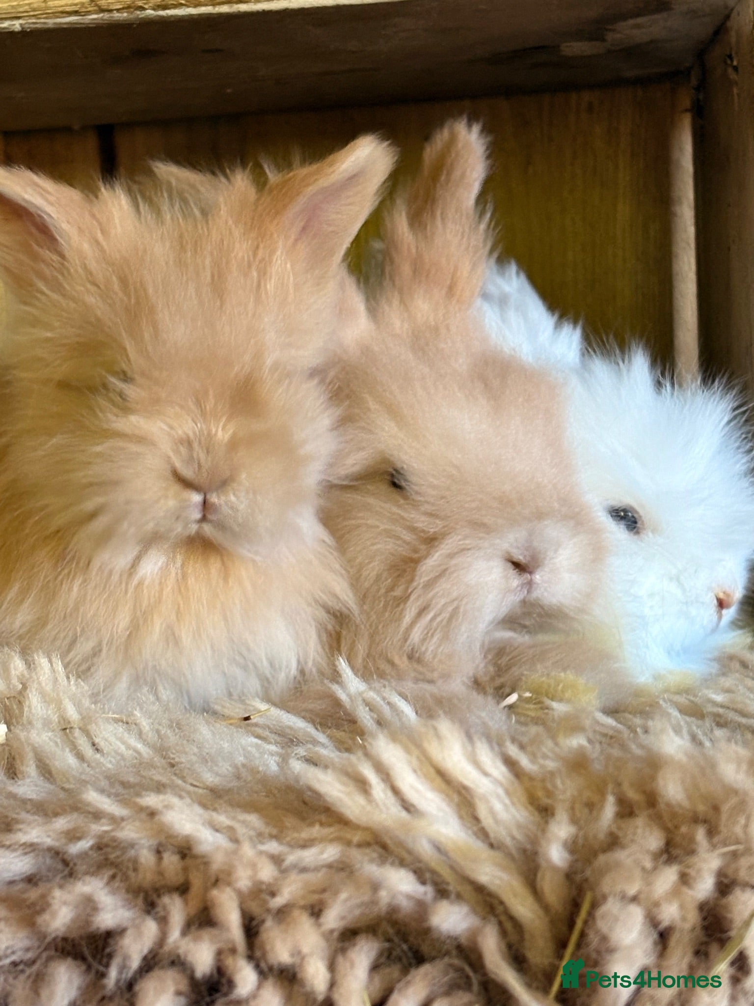 Angora rabbits 🤎Beautiful English full faced Angora Babies🤍 - Advert 16