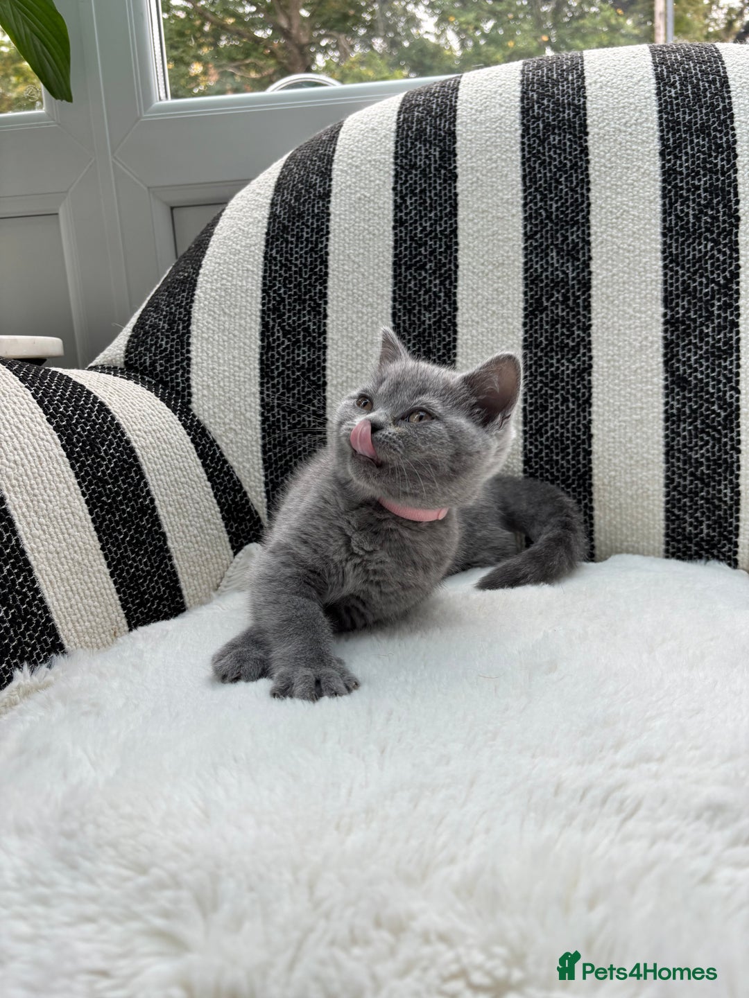 British Shorthair cats for sale: 💕British Shorthair Blue Kittens💕 - Image 1