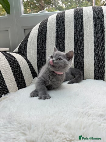 British Shorthair cats - Advert 4