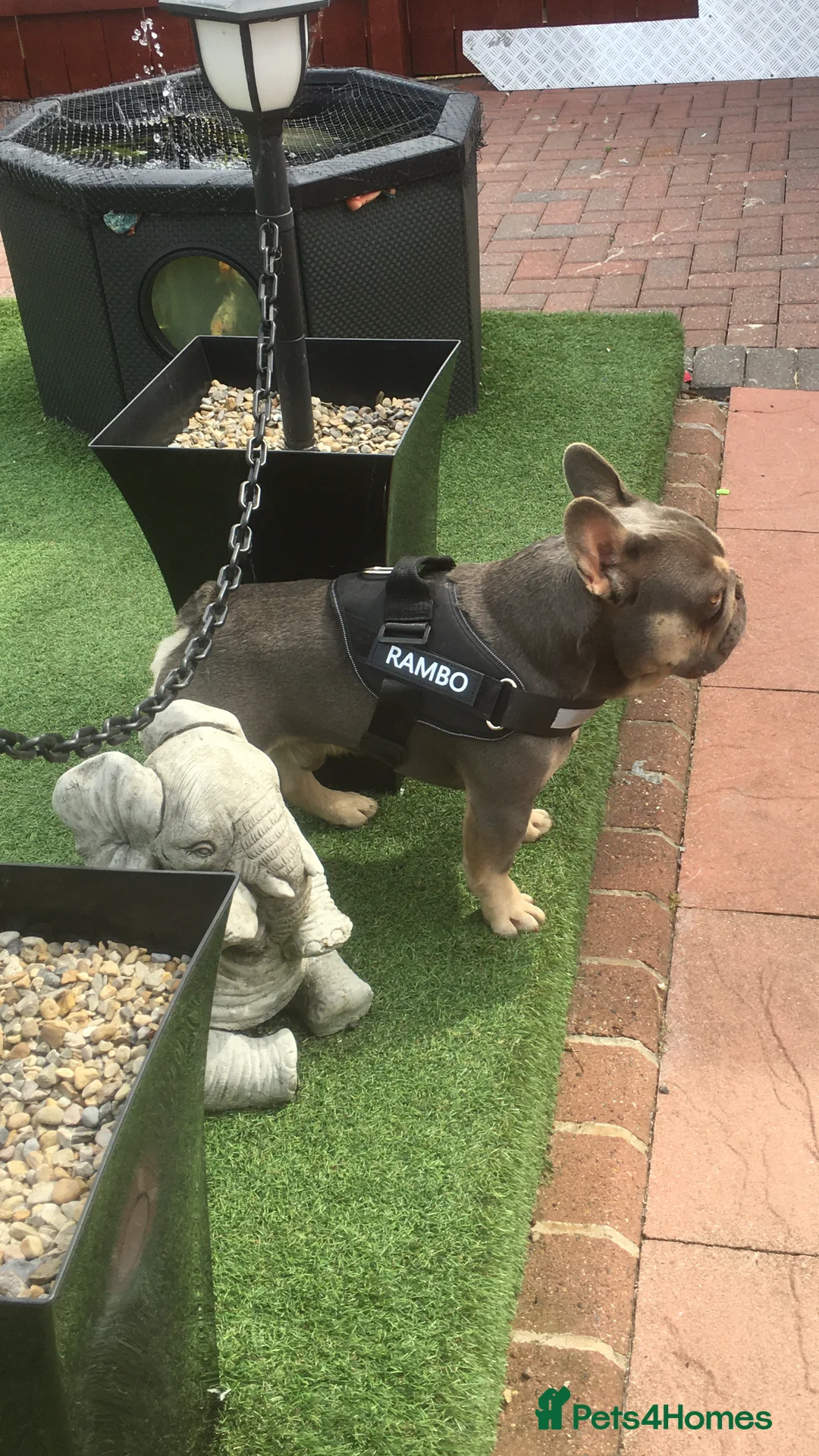 French Bulldog dogs for stud: RFG-FBCE-BVA LILAC & TAN KC French Bulldog studs  in Darlington - Advert 9