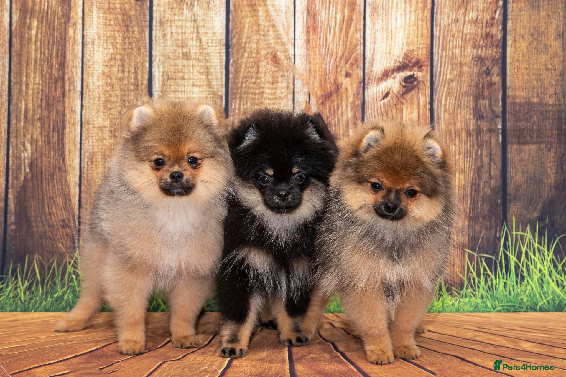 Pomeranian dogs Pom boys from 5⭐ listened breeder - Advert 16