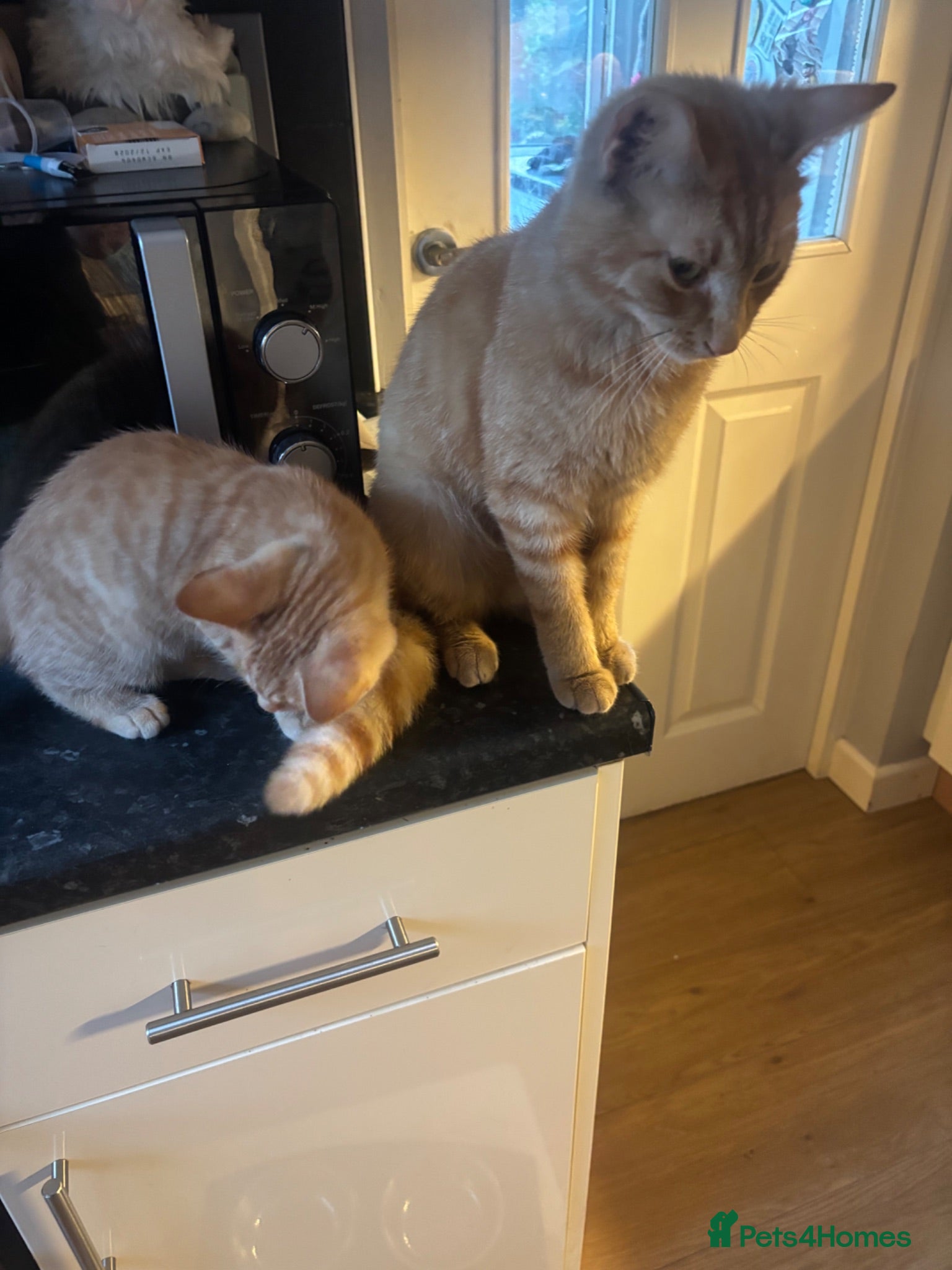Mixed Breed cats 1 orange kitten looking for forever home  - Advert 1