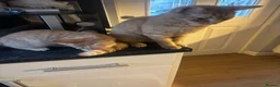 Mixed Breed cats for sale: 1 orange kitten looking for forever home  - Advert 1