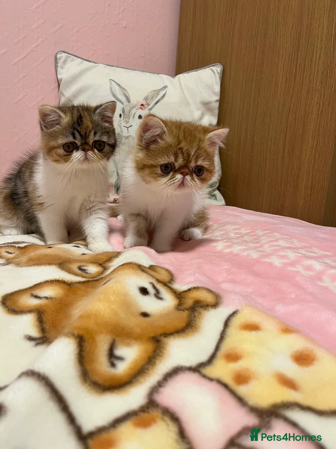 Exotic cats for sale: Exotic kittens  - Advert 23