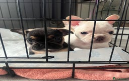 French Bulldog dogs for sale: French bulldog puppies  - Image 18