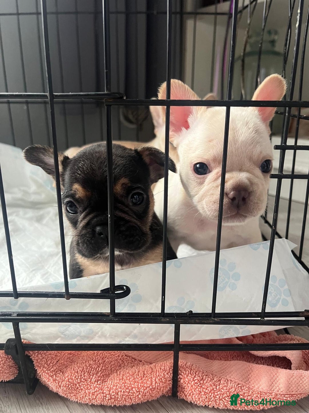 French Bulldog dogs for sale: French bulldog puppies  - Image 18
