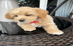 Maltipoo dogs for sale: Adorable Maltipoo  - Image 26
