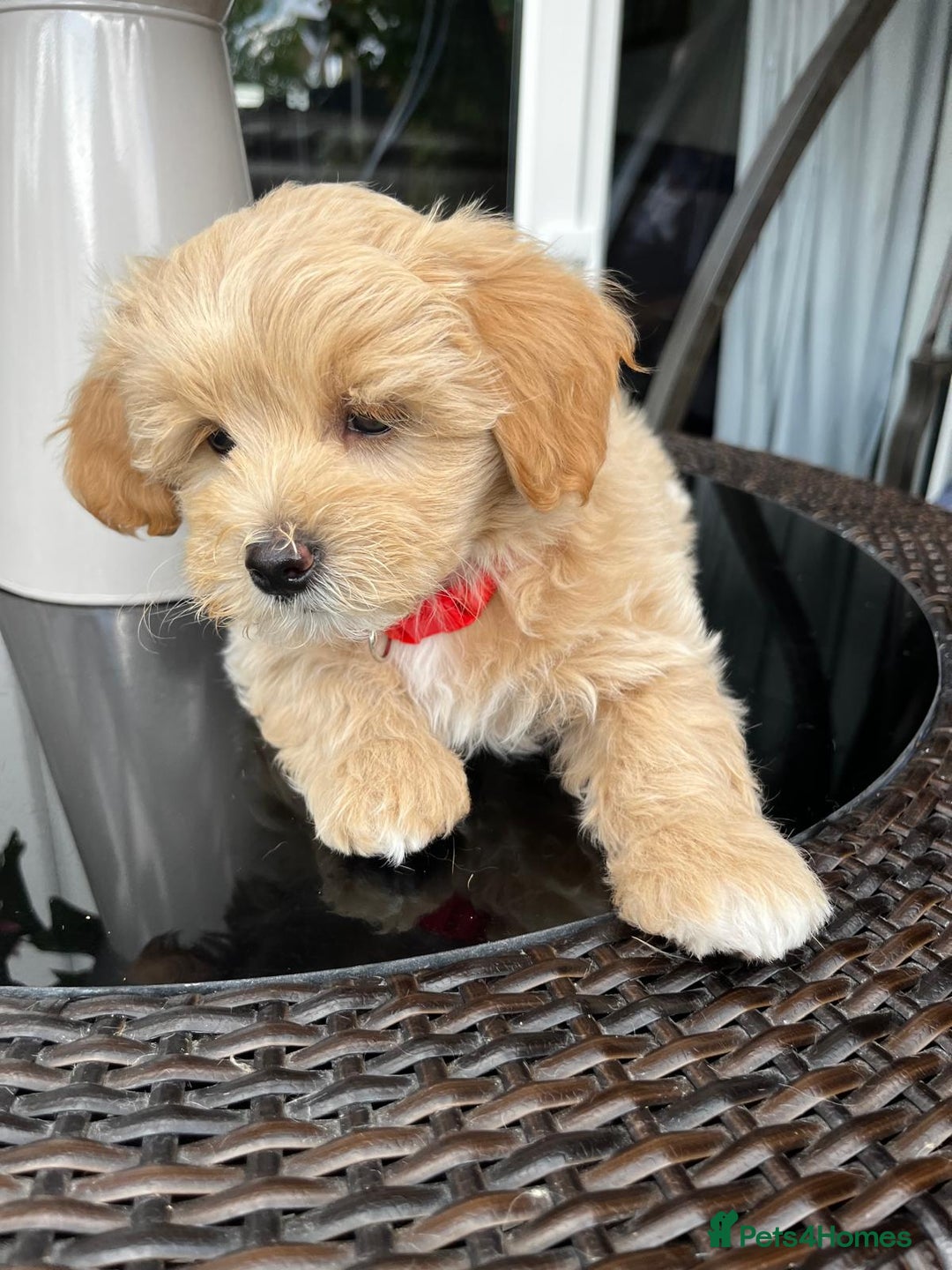Maltipoo dogs for sale: Adorable Maltipoo  - Image 26