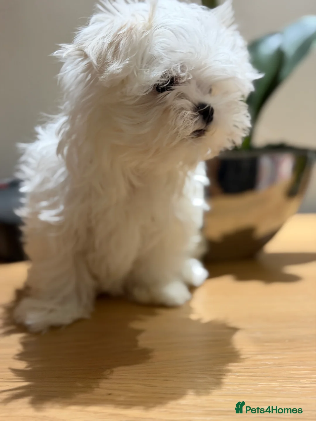 Maltese dogs for sale: One girl and boy available  - Advert 12