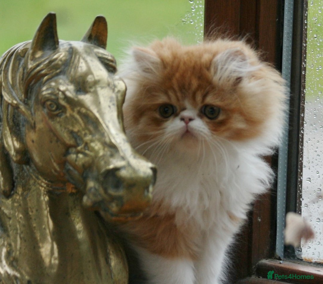 Persian cats for sale: Fluffy Persian Exotic kittens - Image 1