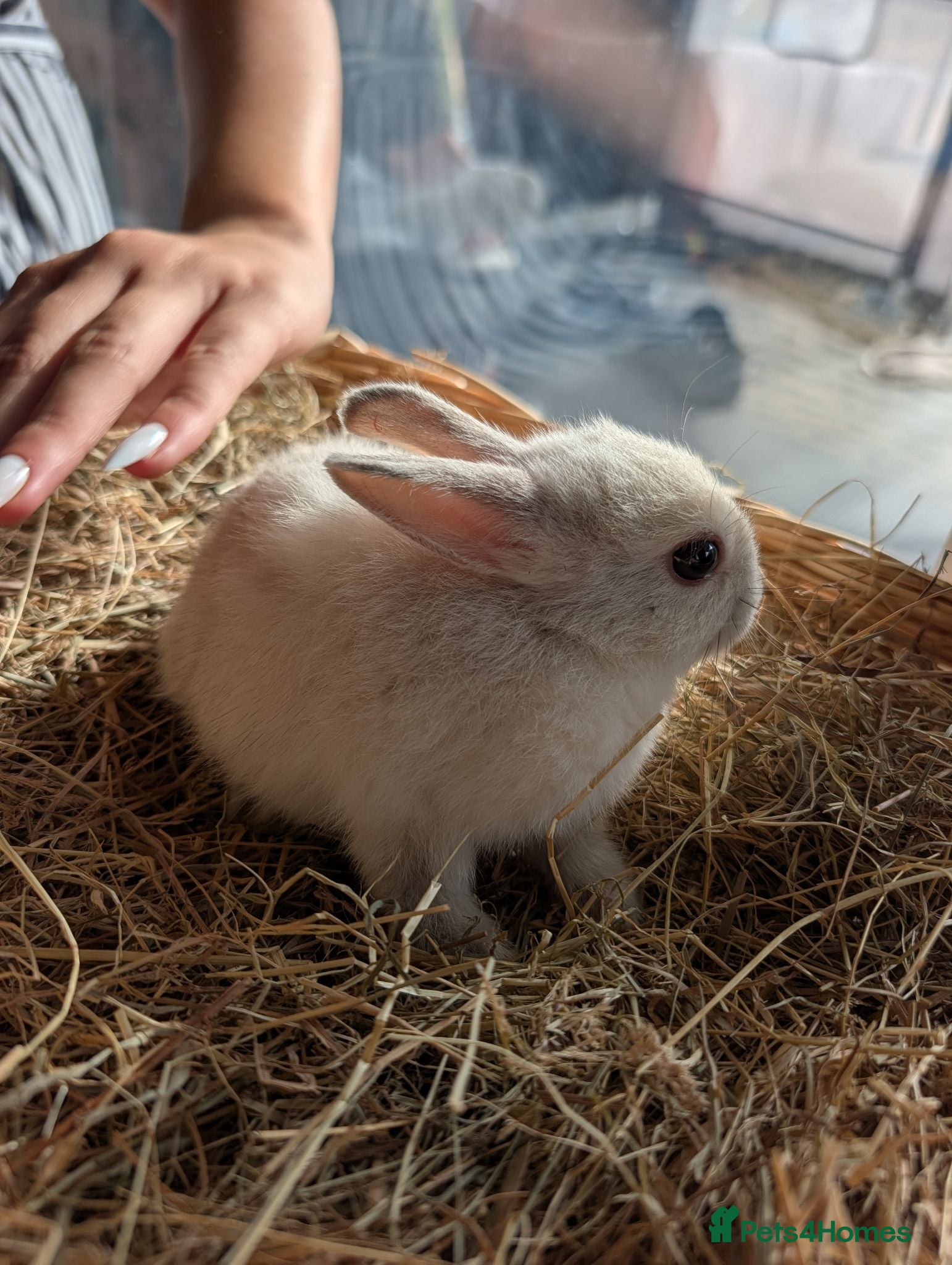 Netherland Dwarf rabbits 🐰 Netherland Dwarf Rabbits for Sale 🐰 - Advert 2