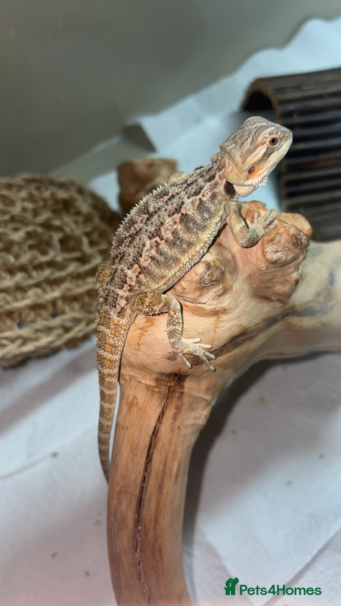 Bearded Dragon reptiles 6 week old friendly bearded dragon  - Advert 1