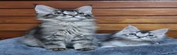 Maine Coon cats for sale: Pedigree Maine Coon Kittens for sale  - Advert 3