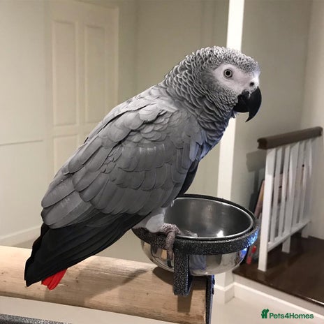 Parrots birds - Advert 4