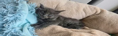 Maine Coon 5 - Alpha