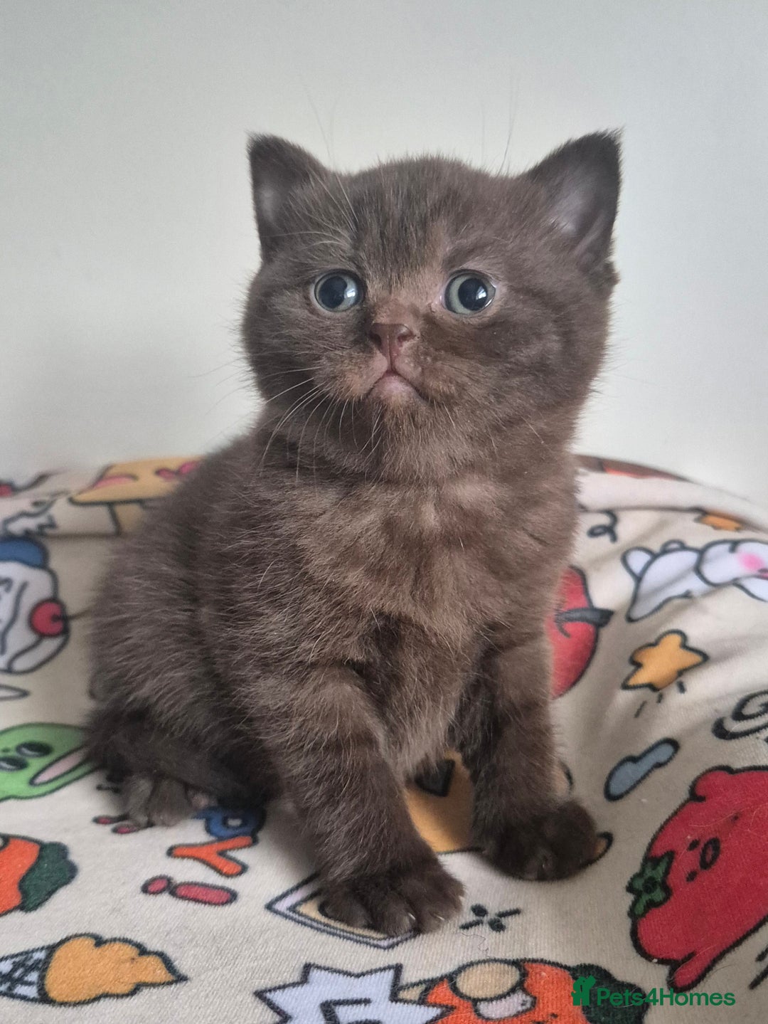 British Shorthair cats for sale: **Stunning TICA Registered Kittens** - Advert 27