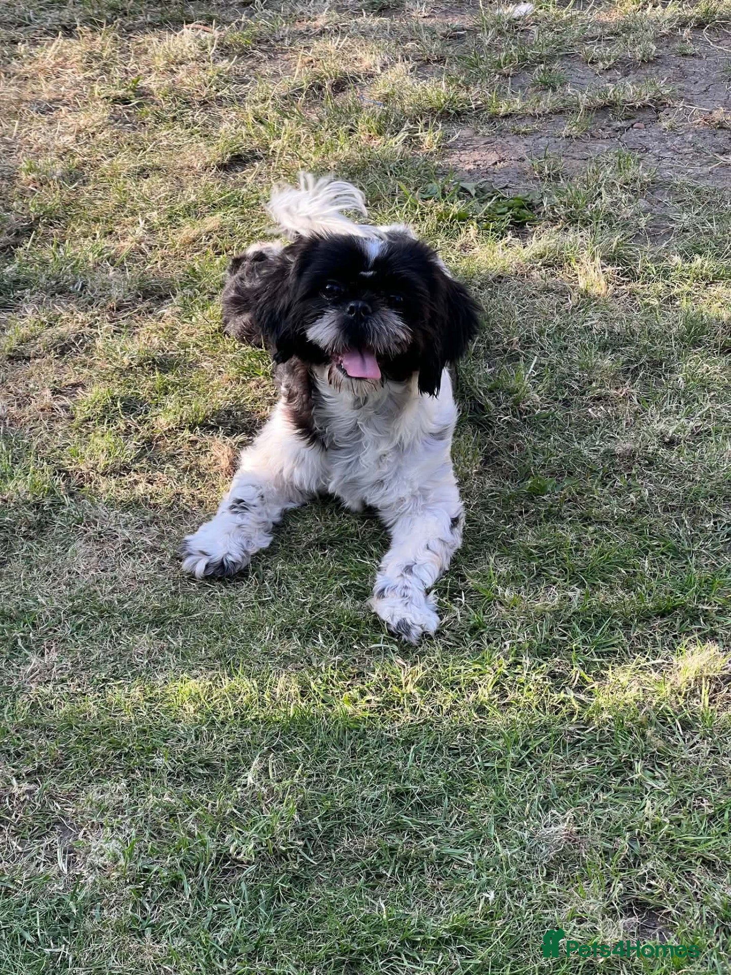 Shih Tzu dogs Shih tzu - Advert 5