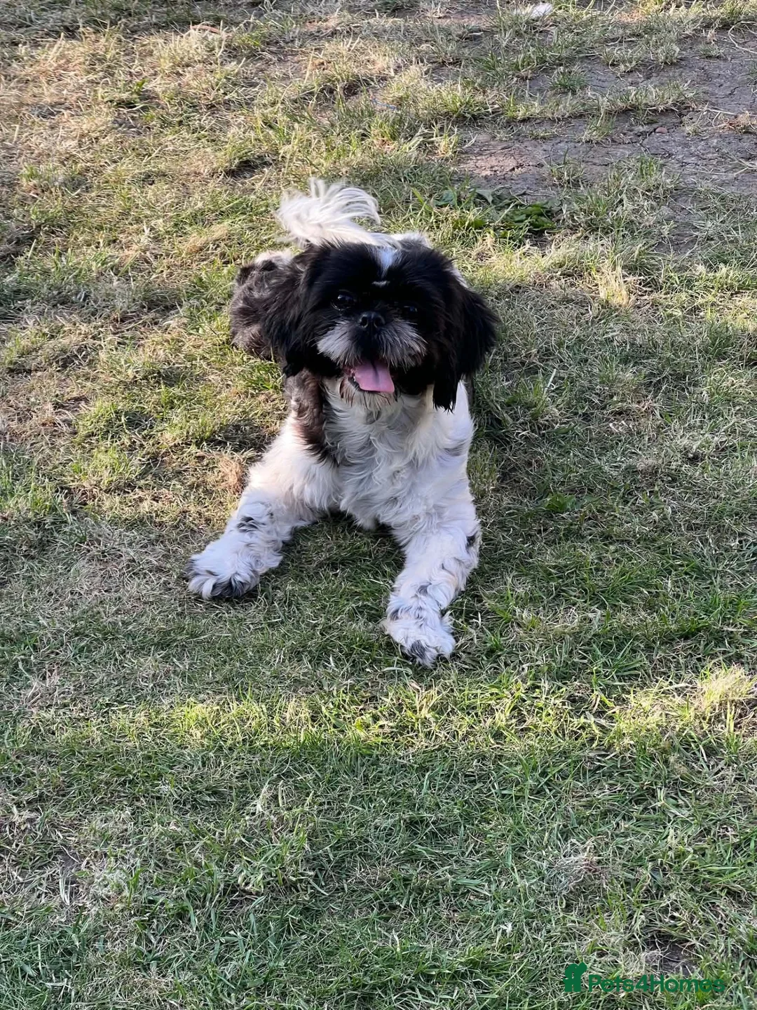 Shih Tzu dogs for sale: Shih tzu in Leicester - Advert 1