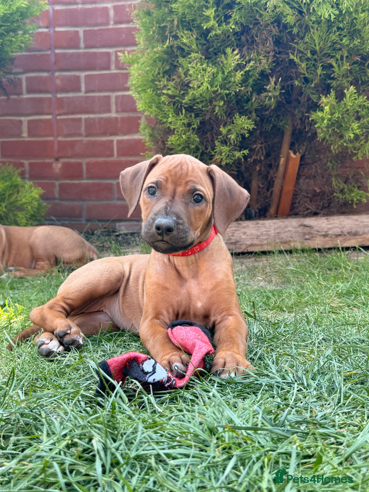 Rhodesian Ridgeback dogs Rhodesian Ridgeback Puppies For Sale - Advert 1