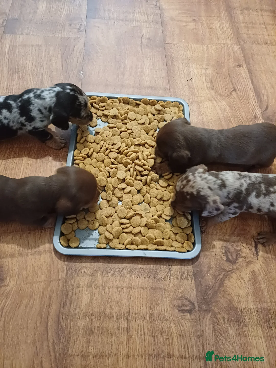Dachshund dogs for sale: For sale miniature dachshund puppies  - Advert 12
