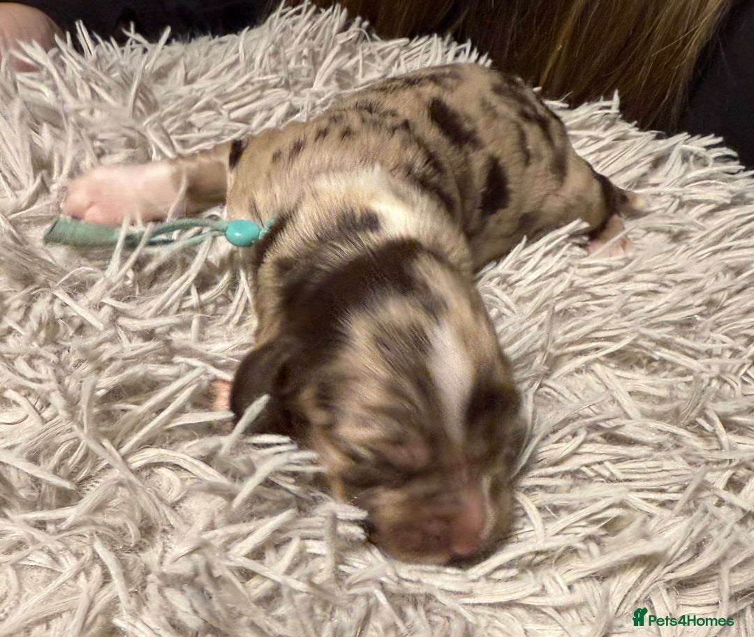 Sprocker dogs for sale: Sprocker puppies  - Advert 7