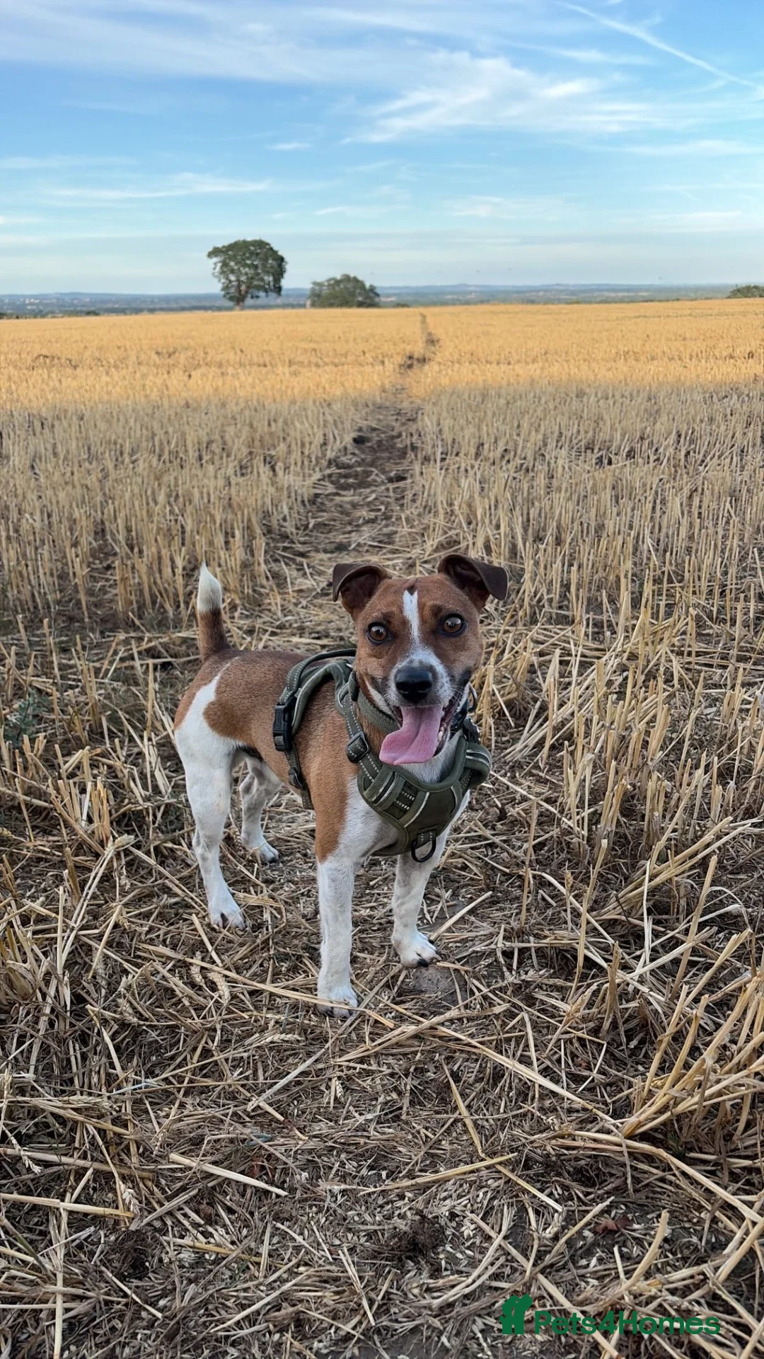 Jack Russell dogs for stud: Jack Russell stud available - Advert 2