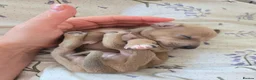 Italian Greyhound dogs for sale: 2 tiny KC registered Italian Greyhound boys - Advert 16