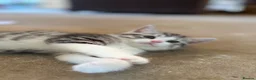 Scottish Fold cats for sale: Scottish Straight Kittens  - Advert 11